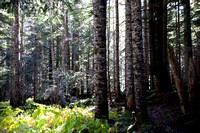 Olympic National Forrest