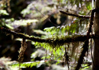 Olympic National Forrest